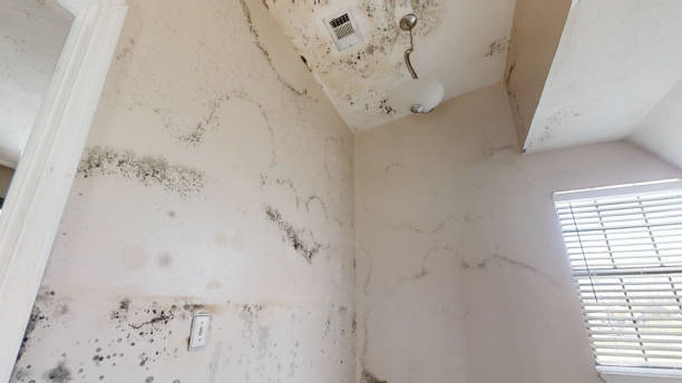 Best Mold Prevention Services  in Aldine, TX