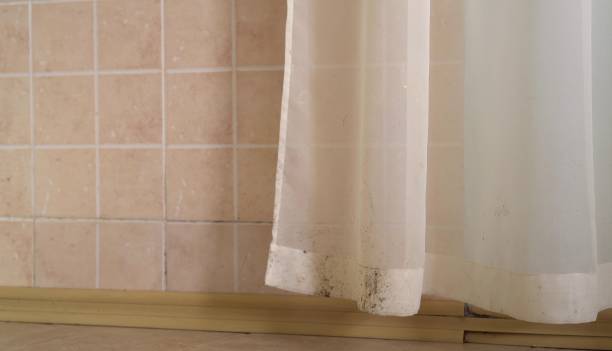 Reliable Aldine, TX Mold Removal Solutions