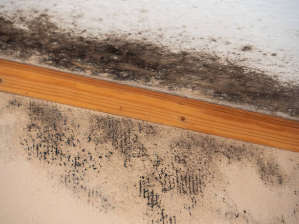 Best Real Estate Mold Inspection  in Aldine, TX
